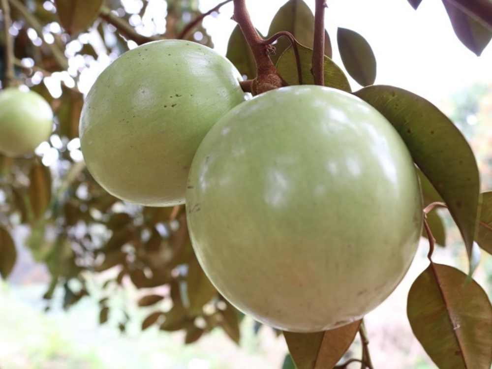 Hỗ trợ giảm cân